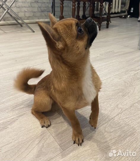 Чихуахуа кабель мини вязка