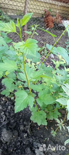 Декоративные кустарники