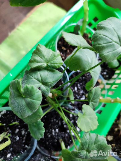 Излишки комнатных цветов