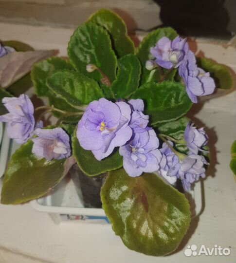 Цветущие фиалки