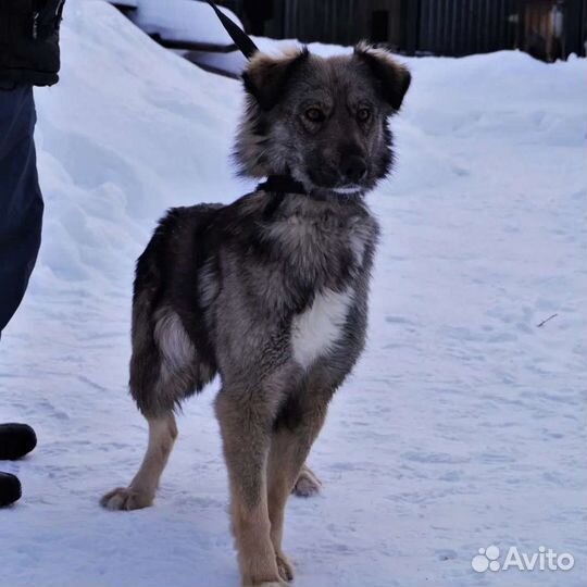 Собака ищет лучший дом на свете