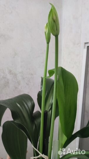 Эухарис(амазонская лилия)