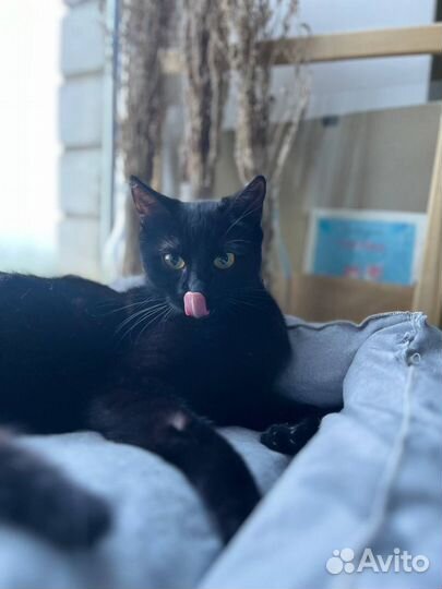 Отдается кошка