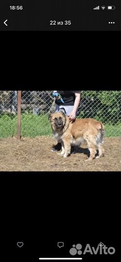 Собака в добрые руки леонбергер