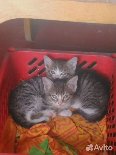 Котята в добрые руки бесплатно