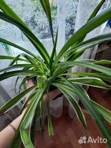 Хлорофитум