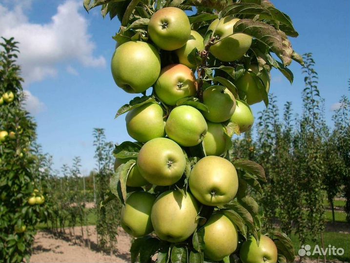 Саженцы яблони Президент