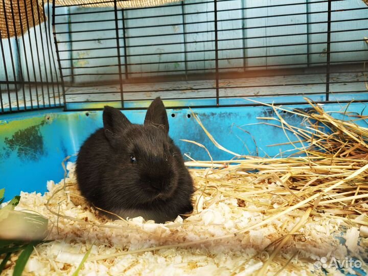 Калифорнийские кролики