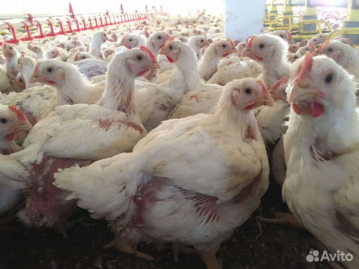 Бройлеры кобб 500