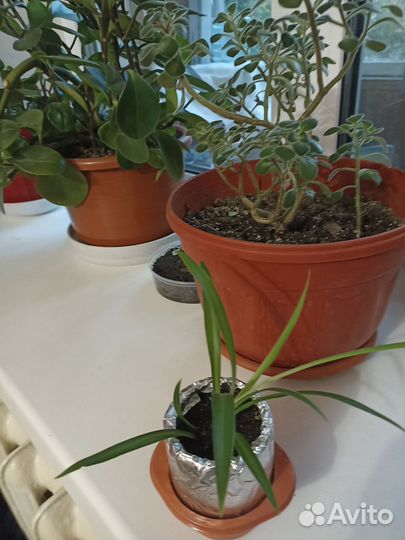 Хлорофитум