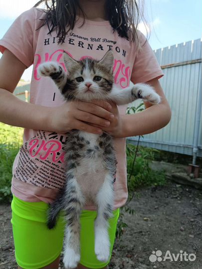 Кошечка в добрые руки