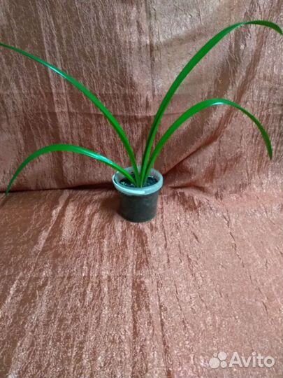 Большие комнатные цветы