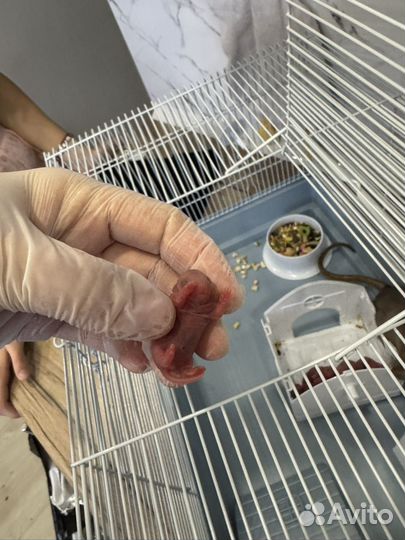 Крысятки для брони