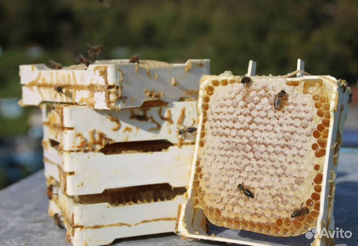 2024 Мёд натуральный из Алтая оптом