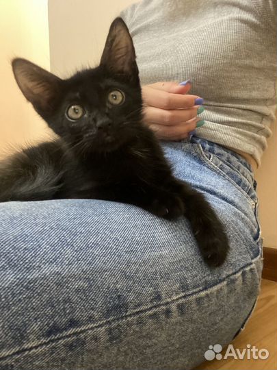 Черный котенок бесплатно