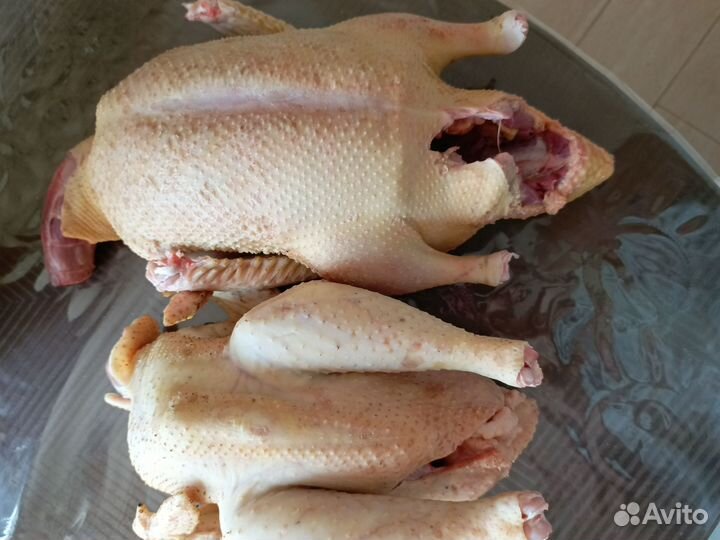 Мускусные утки