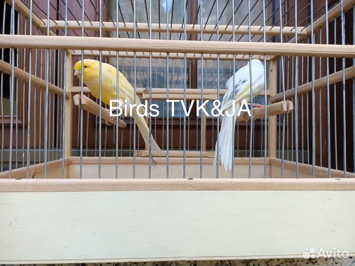 Кенара и канарейки Персидские Рамси