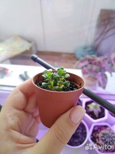 Кактусы и суккуленты