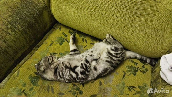 Кошки шотландцы вислоухий