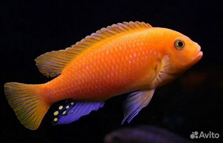 Малавийские цихлиды