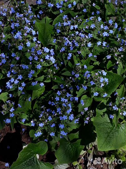 Неприхотливые многолетники для сада