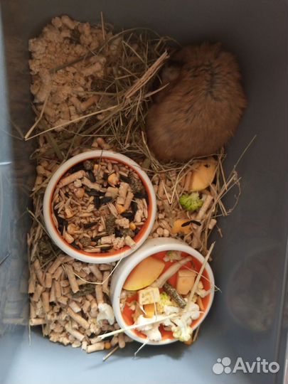 1-но месячные хомячки