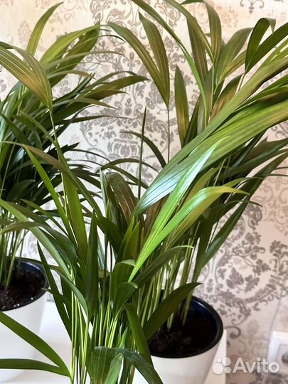 Дипсис пальма (60см) густые крупные