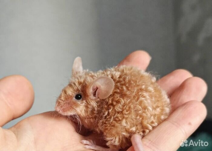 Сатиновые атласные мыши