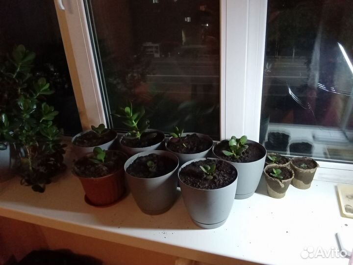 Толстянка (денежное дерево)