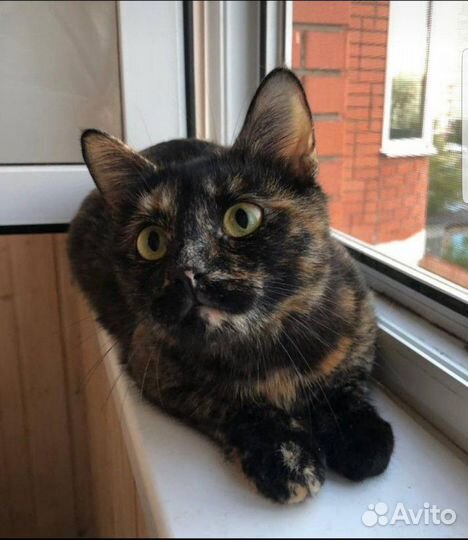 Кошка в добрые руки