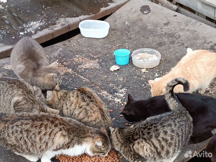 Котики и кошки в дар