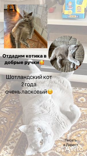 Шотландский кот