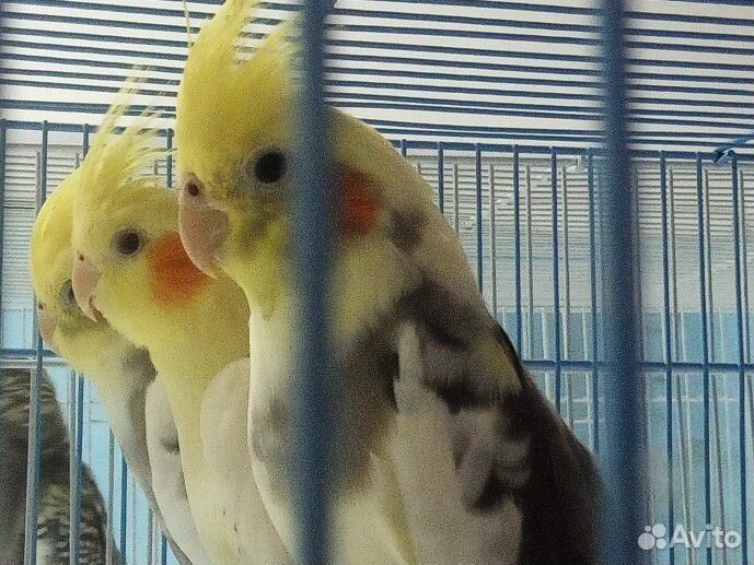 Ручные попугайчики корелла