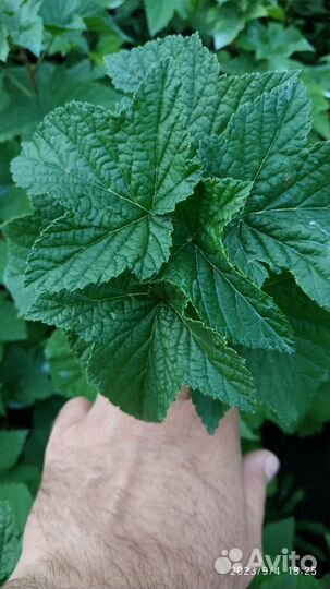 Саженцы черной смородины