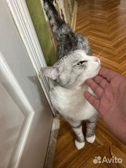 Котик в добрые руки