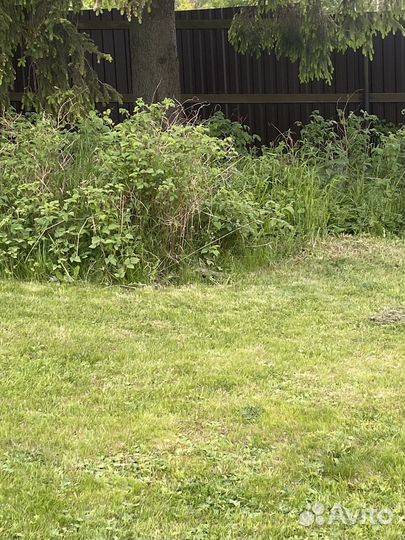 Листья малины дуба сушеные. Корм для палочников