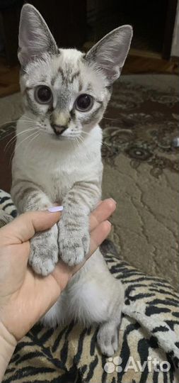 Тайская кошка