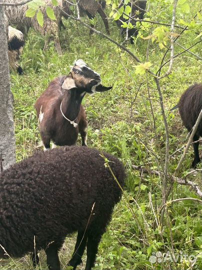 Козел на племя