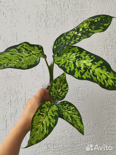 Комнатные растения