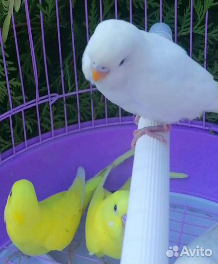 Попугай волнистый и карелла