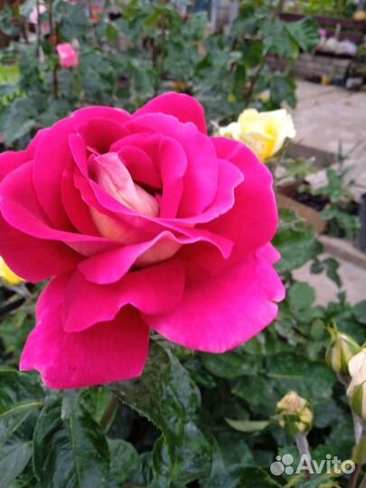 Саженцы роз