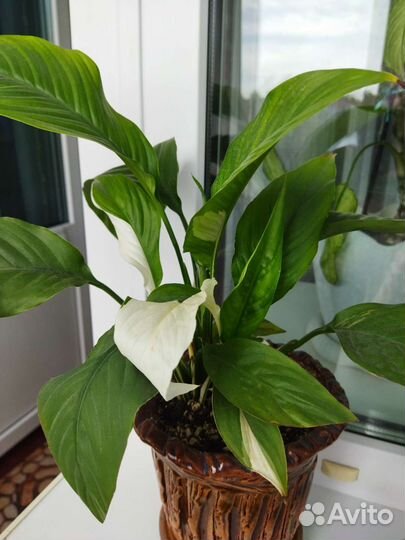 Спатифиллум