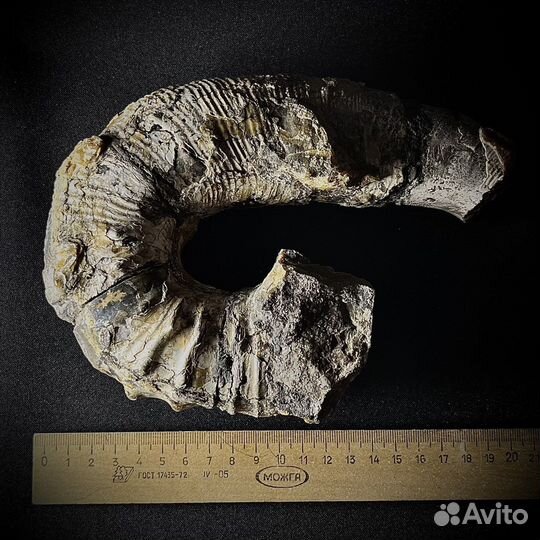 Аммонит гетероморфный окаменелость ископаемое