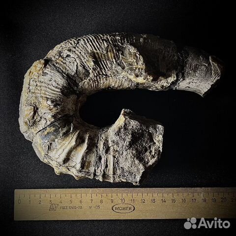 Аммонит гетероморфный окаменелость ископаемое