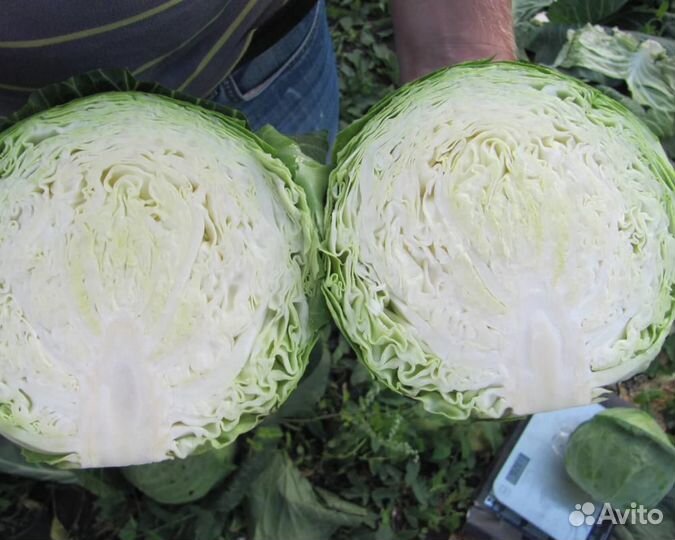 Семена Капусты 