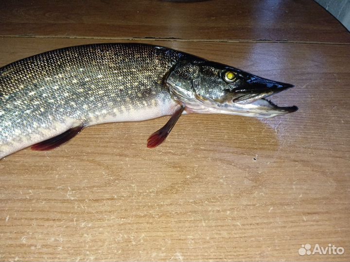 Свежая рыба