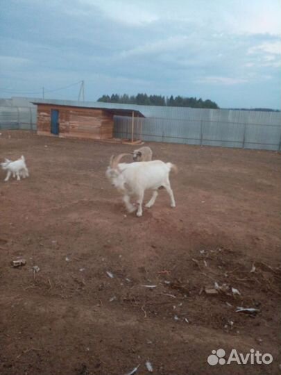 Козел заанинской породы очень крупный