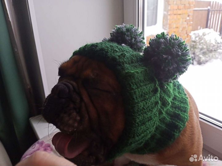 Шапочка для собачки