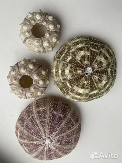 Ракушка морской еж морская звезда