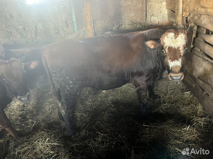 Телочки и бычки